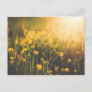 Search for buttercup postcards Wildflower