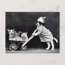 Search for humane postcards Kitten