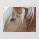 Search for haflinger postcards Ponies