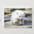 Search for polar bear cub cards Cute