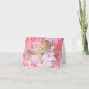 Search for cat basket cards Orange