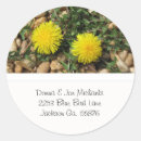 Search for yellow dandelion stickers Nature
