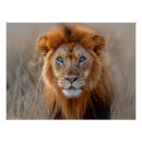 Search for blue lion art Wild cat