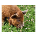 Search for pig pic art Hogs
