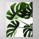 Search for houseplants posters Illustration