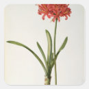 Search for amaryllis stickers Joseph
