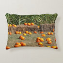 Search for corn photography Fall