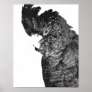 Search for black cockatoo posters Tropical