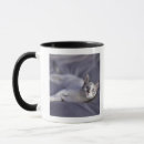Search for cat with blue eyes mugs Close up