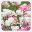 Search for white tulips stickers Nature
