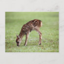 Search for japan postcards Deer