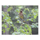 Search for cedar waxwing Yellow