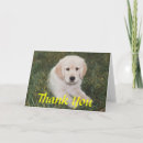 Search for golden puppy cards Puppies