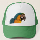 Search for macaws hats Colourful