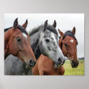 Search for horse posters Animals