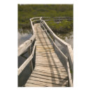 Search for mangrove posters Tropical