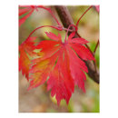 Search for maples posters Fall