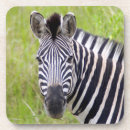 Search for zebra coasters Equus quagga