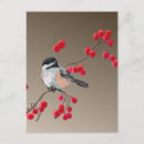 Search for chickadees postcards Wildlife
