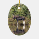 Search for maine christmas tree decorations Baxter state park