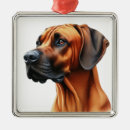 Search for rhodesian Beautiful