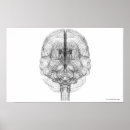 Search for parts of the brain posters People