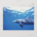 Search for roo postcards Ocean
