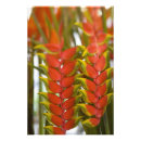Search for heliconia posters Pattern