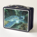 Search for sea turtle lunch boxes Cute