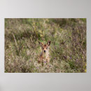 Search for jackal posters Wildlife
