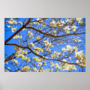 Search for dogwoods posters Flowers