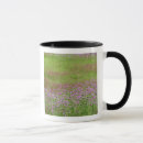 Search for daucus Phlox drummondi