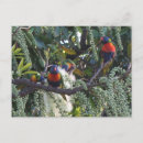 Search for lorikeet parrot postcards Rainbow