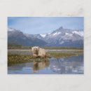 Search for steve kazlowski postcards Alaska