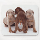 Search for dobermans mousepads Full length