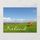 Search for grazing cows postcards Agriculture
