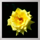 Search for hybrid tea rose posters Yellow