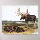 Search for cute moose posters Wildlife