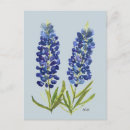 Search for texas bluebonnet postcards Floral