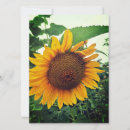 Search for blank sunflower cards Nature