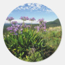Search for agapanthus stickers Botany