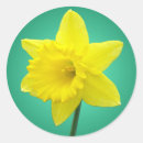 Search for daffodil day stickers Wales