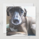 Search for dog breed invitations Canine