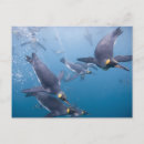 Search for south island postcards Paul souders