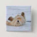 Search for ursus badges Predator