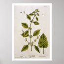 Search for blackwells posters Botanical