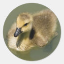 Search for gosling stickers Baby