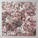 Search for magnolia posters Blossoms
