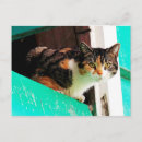 Search for calico postcards Tricolor