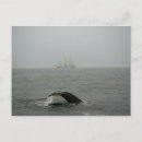Search for humpbacked Summer